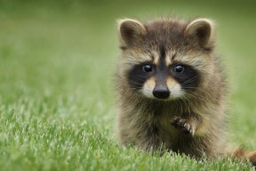 华体会手机网站-CBA联盟聚焦青少年篮球人才培养模式创新，青少年篮球后备人才