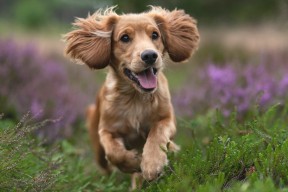 华体会平台-浙江雄狮精准抢断转化得分打出节奏篮球，浙江雄狮杯业有限公司