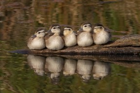 华体会app安装-中国男篮强化球员间的非语言配合能力，中国男篮队内训练