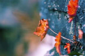 华体会手机网站-哈伦决赛状态火热不容忽视，哈伦是哪个国家的