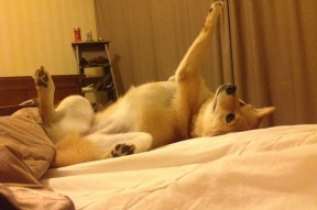 华体会官网入口-奥康纳的全场表现，令袋鼠队攻防转换迅速有效，奥康纳扮演者