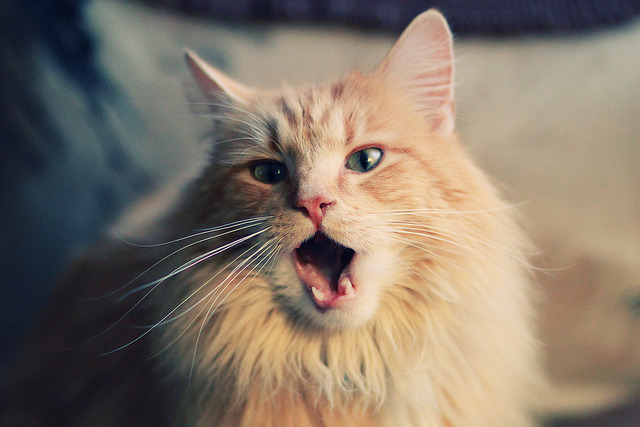 英超球队视频分析系统提升中场组织与防守协作效率,英超球队球场