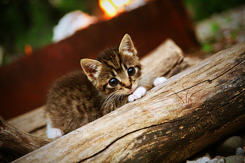 中国男排全员备战亚洲杯 强化体能训练,中国男排训练视频