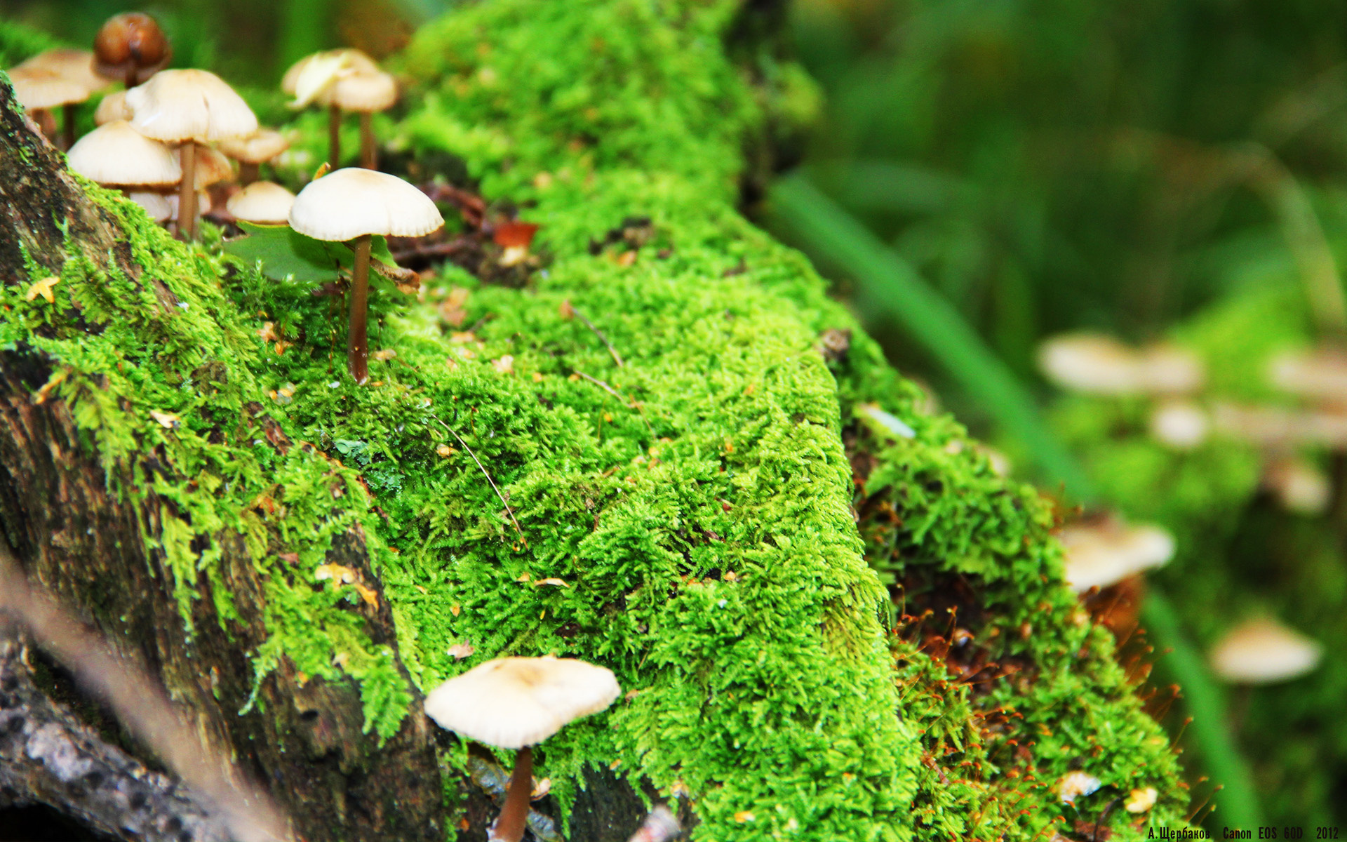 奥运开幕倒计时纪念徽章发布,奥运倒计时纪念金现在价值多少