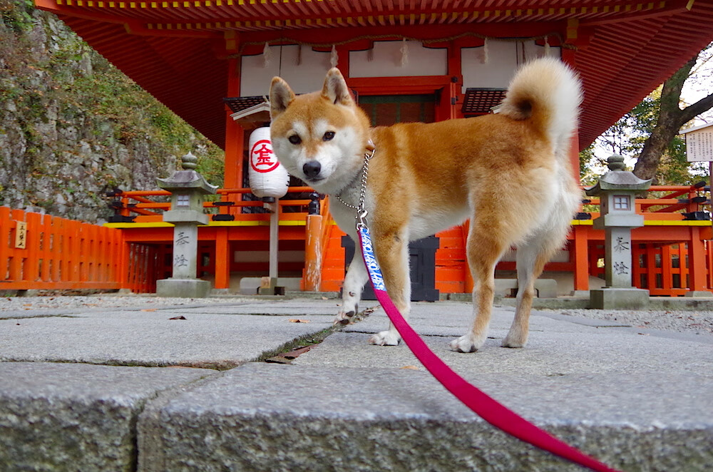 瑞典乒乓球队战术解析:速度与精准并存,瑞典乒乓球队员名单