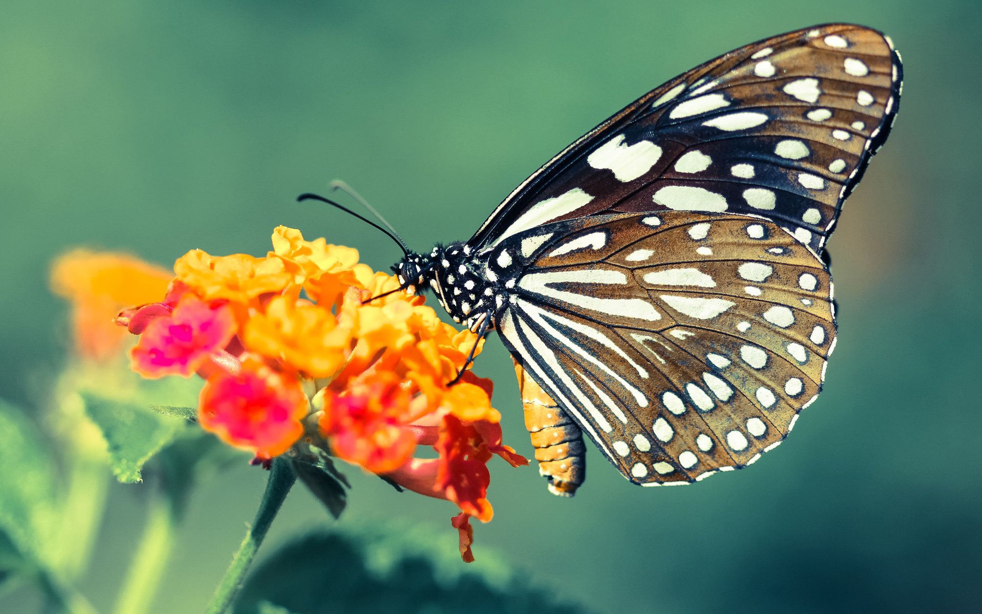 职业联赛引援机制是否抑制本土发展,lpl引援规则