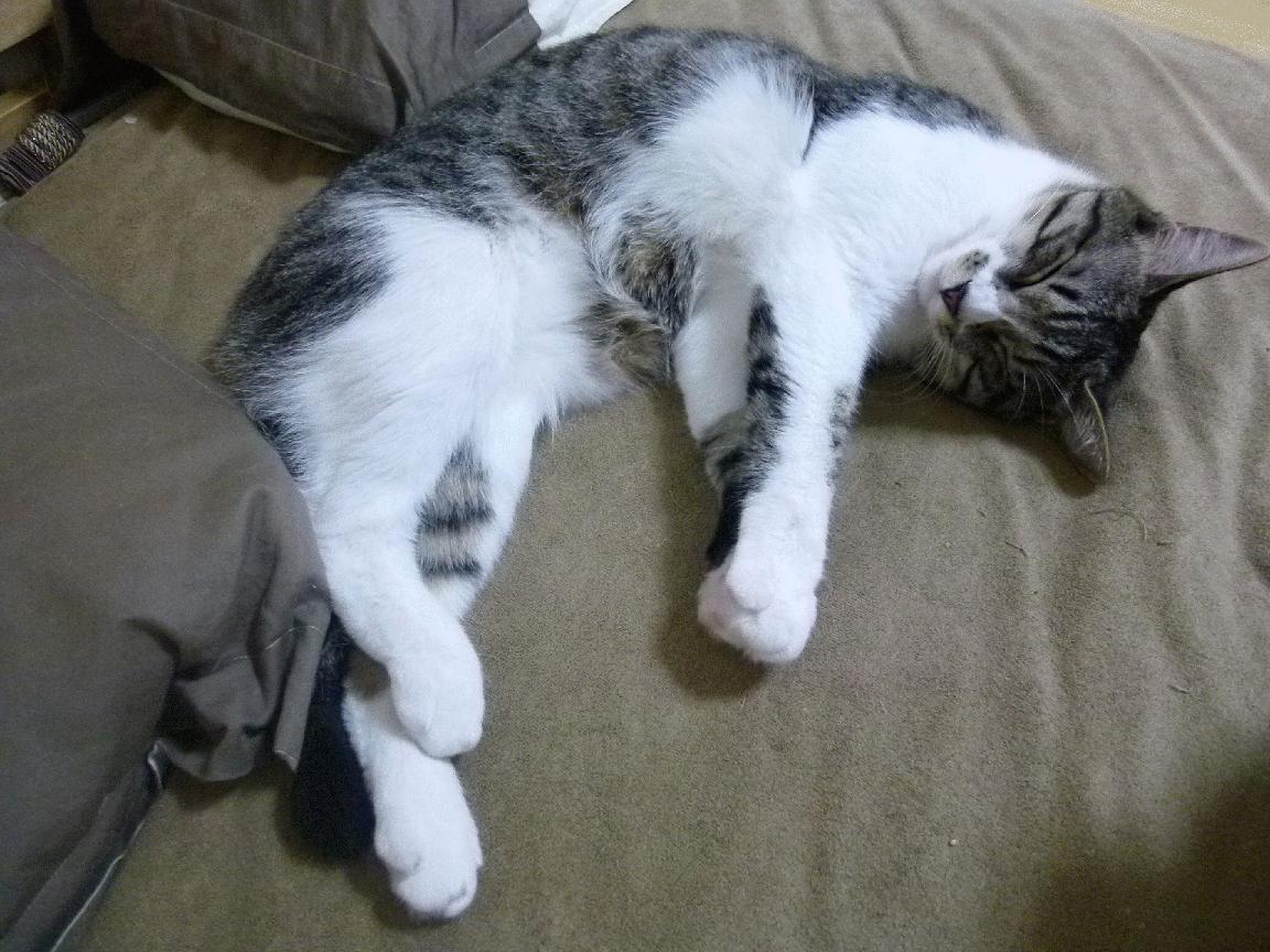 节奏缓慢的球队是否更适合持久战,节奏放缓