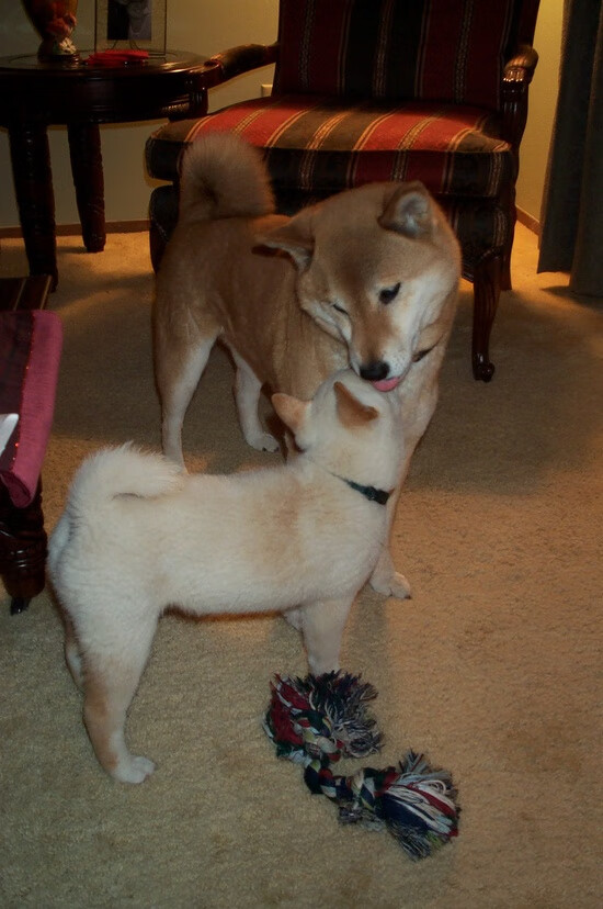 那不勒斯整体推进打出层层渗透,那不勒斯开什么理念