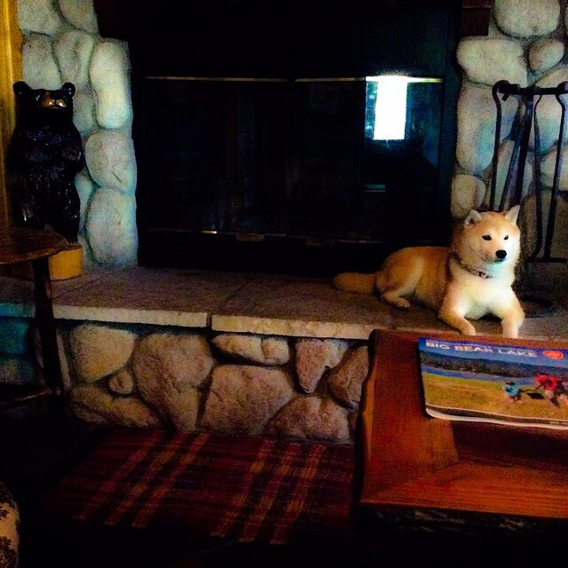 阿尔及尔的国内联赛水平对国家队构成支撑,阿尔及尔怎么样