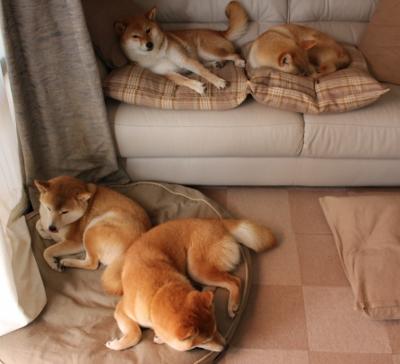 南非橄榄球走向世界,全球球迷基础日益扩大,95南非橄榄球