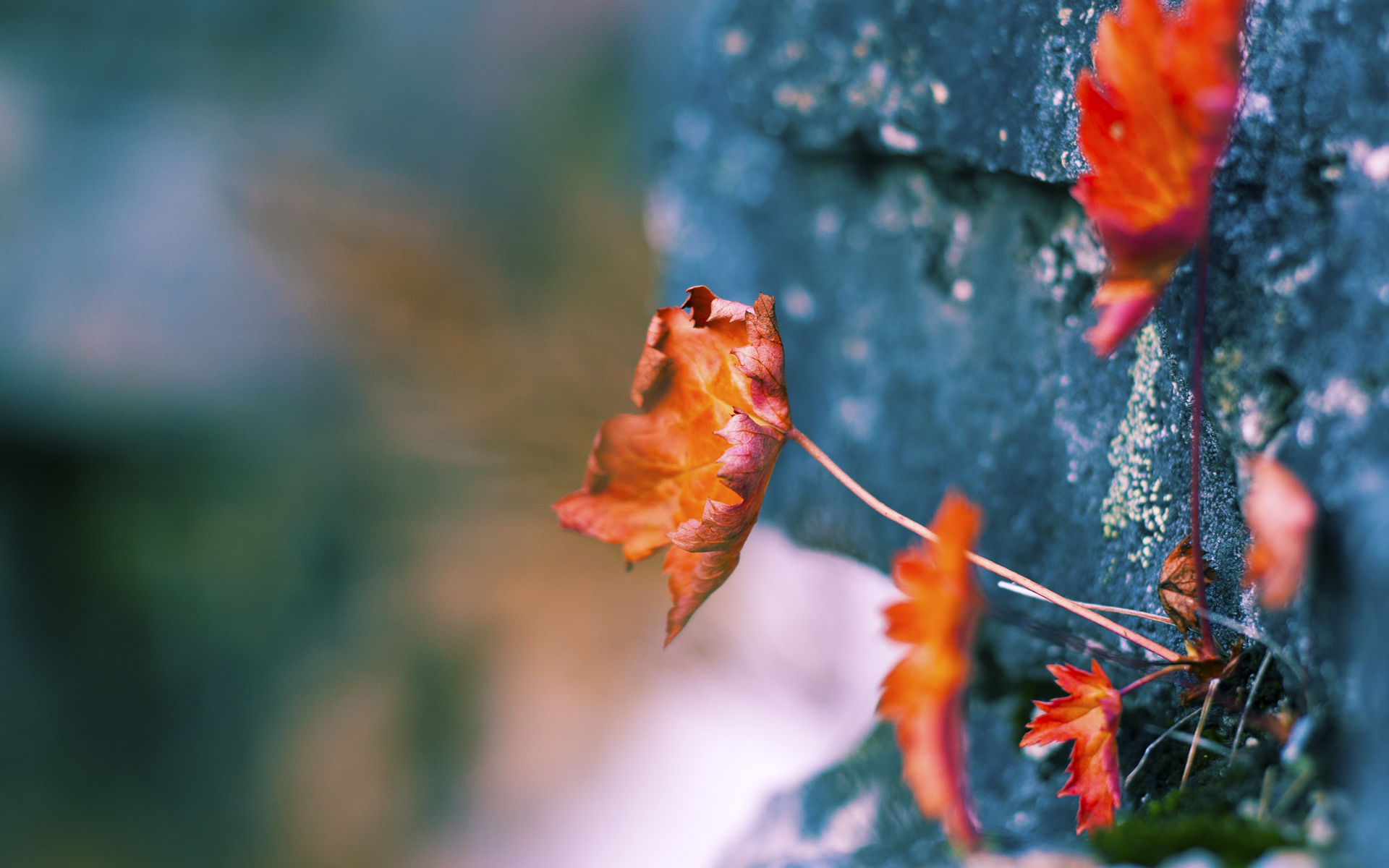哈伦决赛状态火热不容忽视,哈伦是哪个国家的