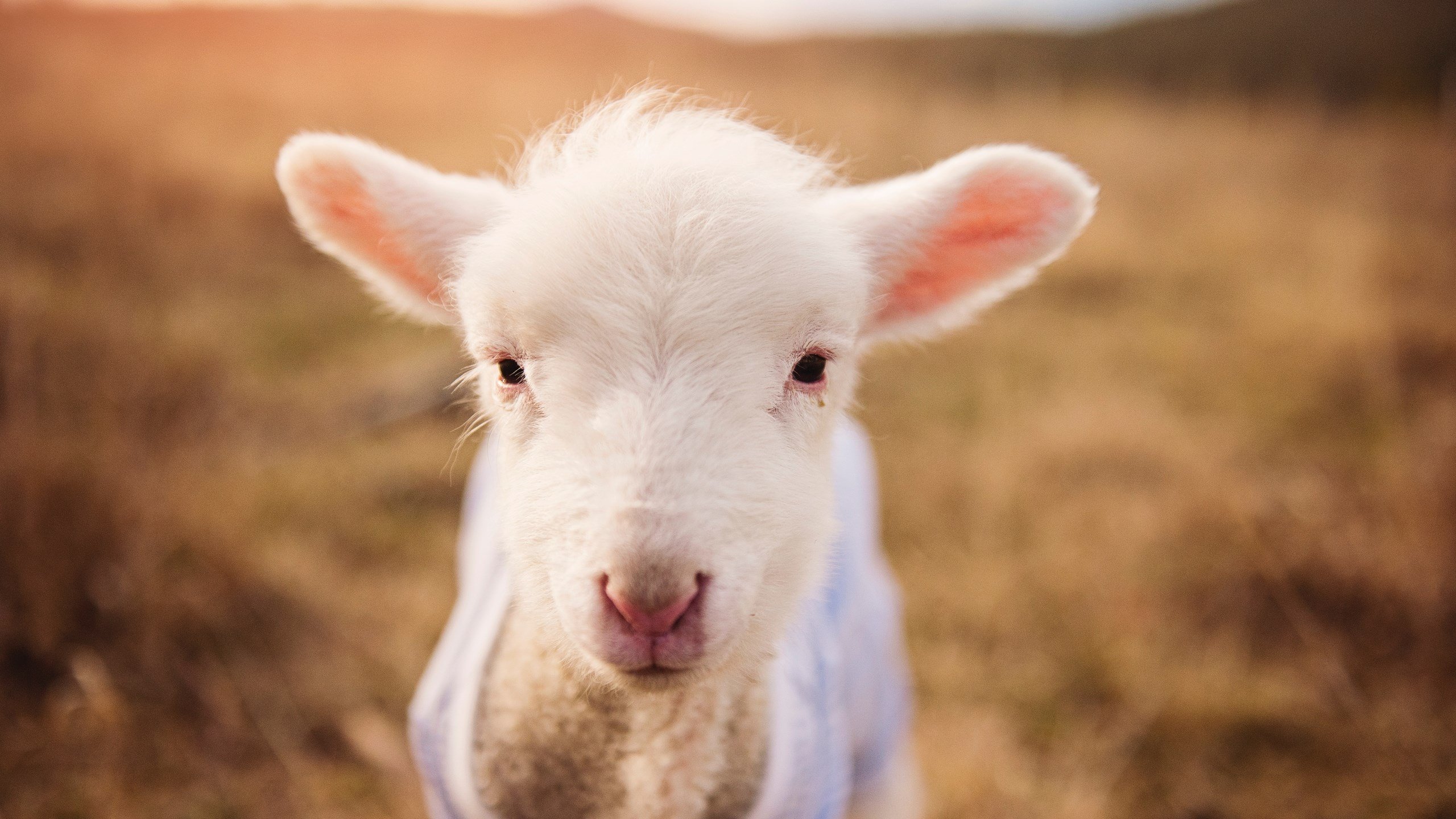 图穆亚的强力冲击帮助袋鼠队屡次突破对手防线,穆拉德忠·图伊奇耶夫