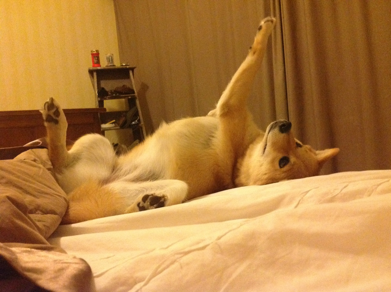 奥康纳的全场表现,令袋鼠队攻防转换迅速有效,奥康纳扮演者