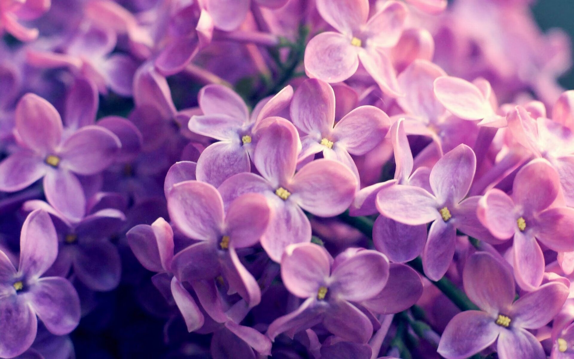 德甲攻势如潮:快节奏比赛中的极致表现,德甲最快进球纪录