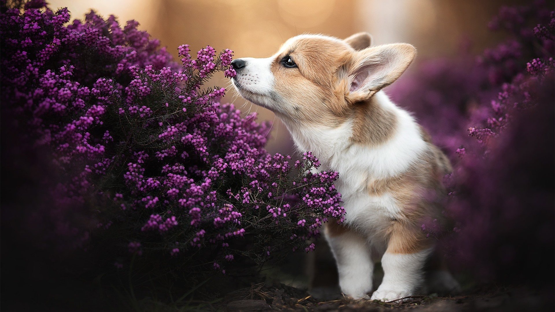 意甲巅峰对决:门将的神级扑救激起全场欢呼,意甲连胜纪录