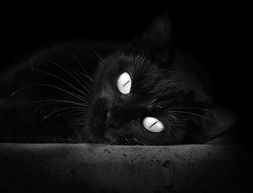 施瓦茨全程紧咬不放 展现比赛张力,施瓦茨是什么意思