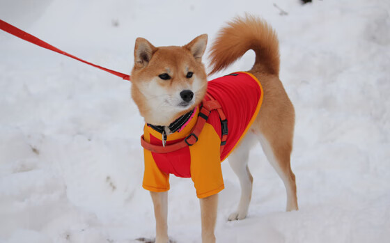 法甲胜利瞬间:战术配合点燃全场!,法甲 经典比赛