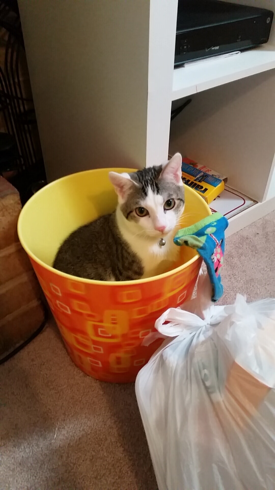 澳大利亚女子橄榄球队获得新赞助支持,澳大利亚nrl橄榄球联赛