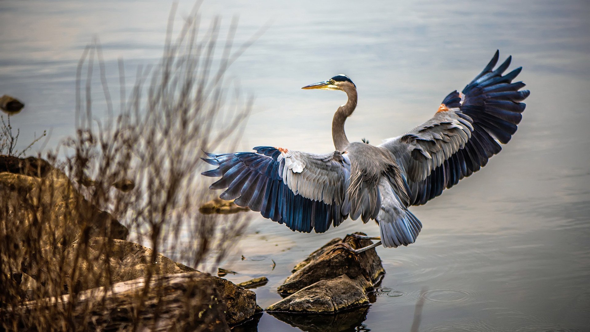 科贝特用决心和汗水书写辉煌篇章,科贝特峡谷(corbett canyon)红酒