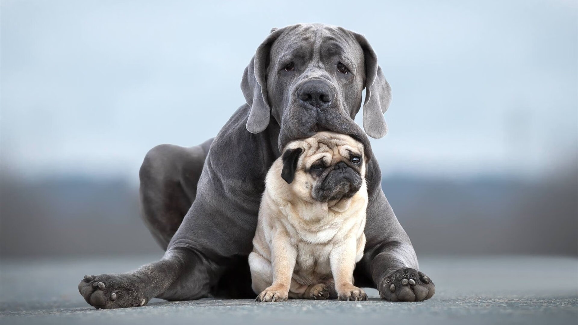 美国队赛后感谢粉丝支持鼓励,美国队领奖