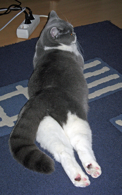 中国篮球青少年赛事奖项激励与成长需求的匹配度,全国青少年篮球冠军